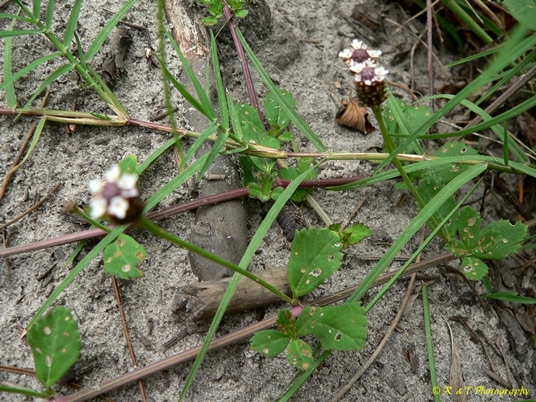 {Phyla nodiflora}